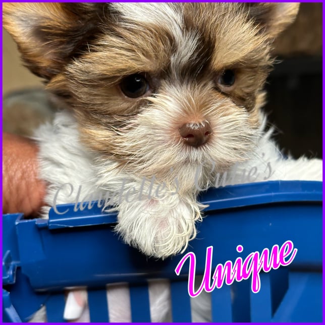 Southeast Texas Angel Face Chihuahua and Yorkie Puppies