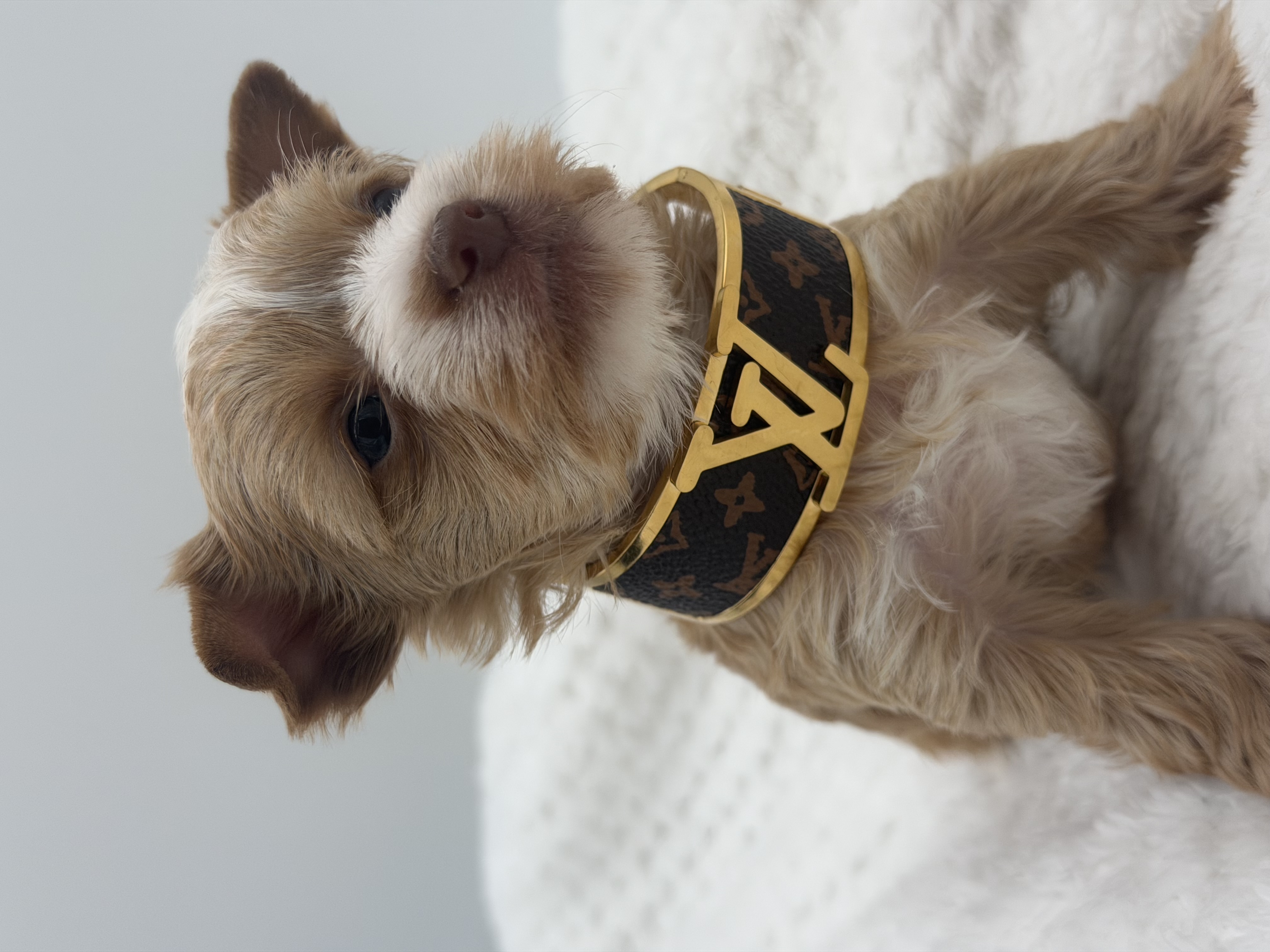 Southeast Texas Yorkies and Chihuahua Puppies for sale