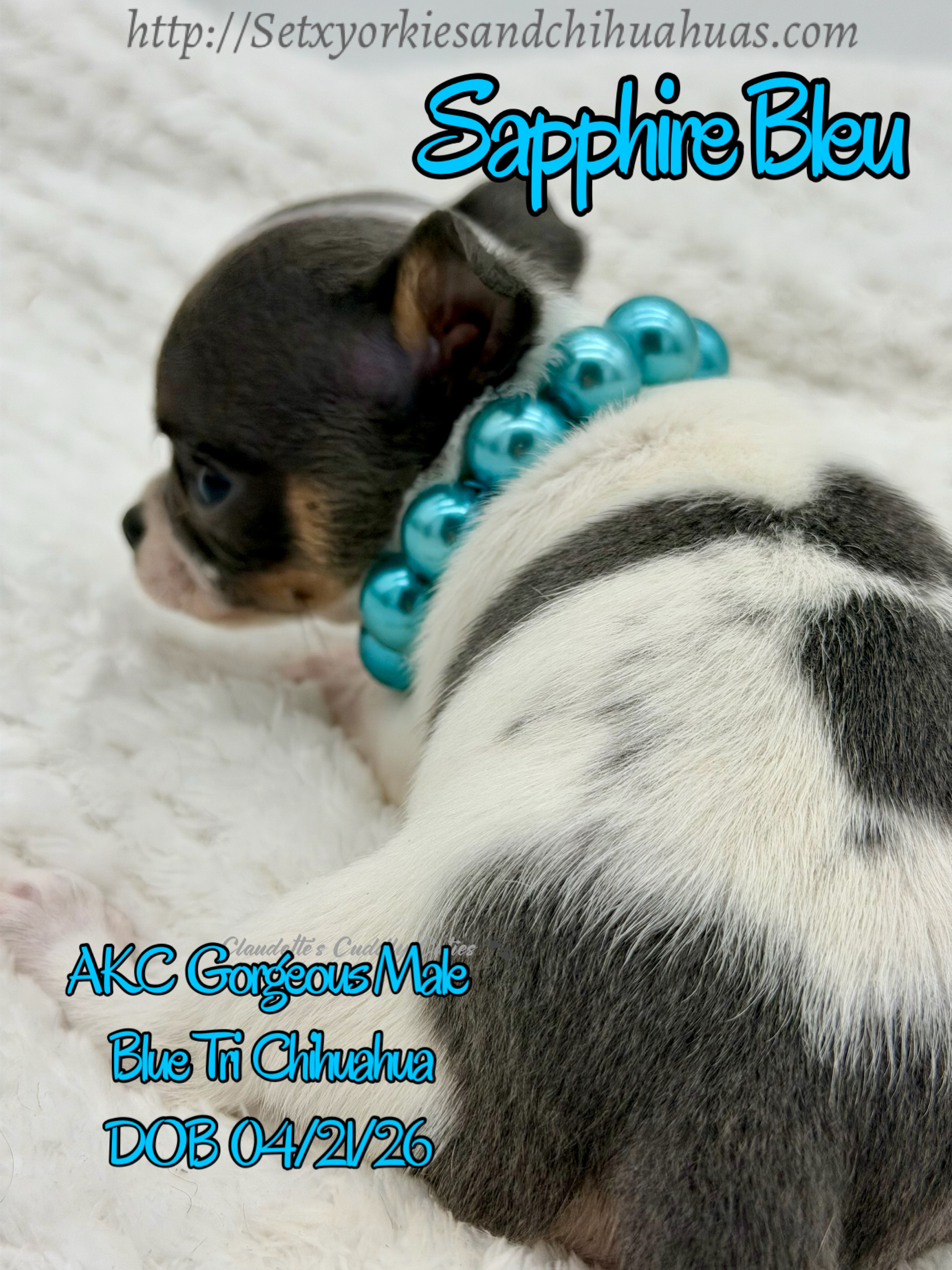 Southeast Texas Yorkies and Chihuahua Puppies for sale