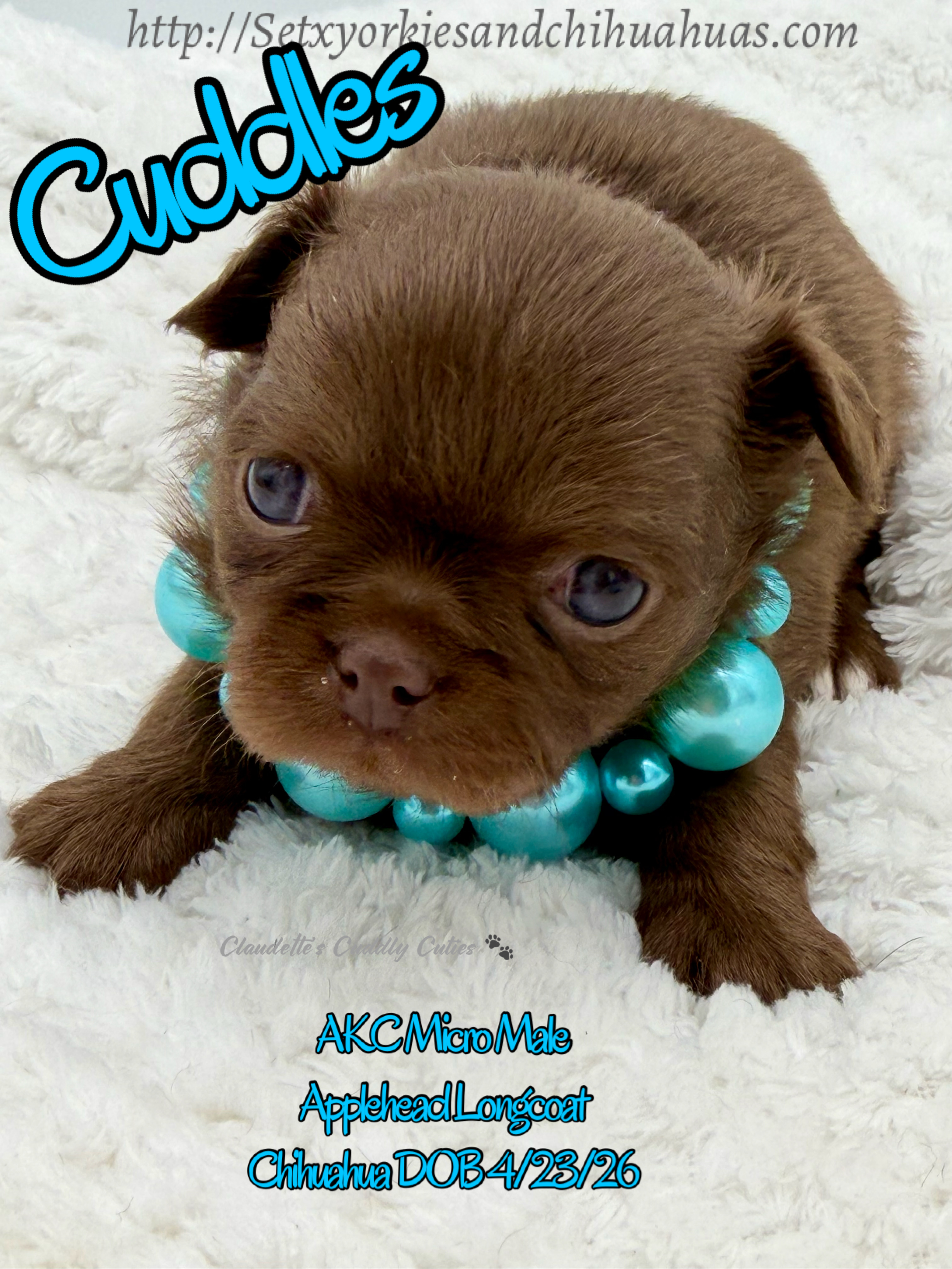Southeast Texas Yorkies and Chihuahua Puppies for sale