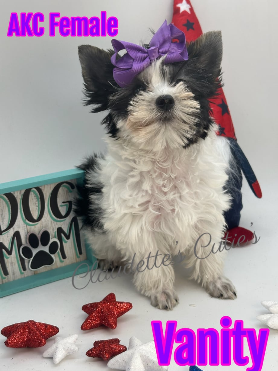 AKC Registered Yorkie and Chihuahua puppies - Southeast Texas Angel Face Yorkies and Charming Chihuahuas 