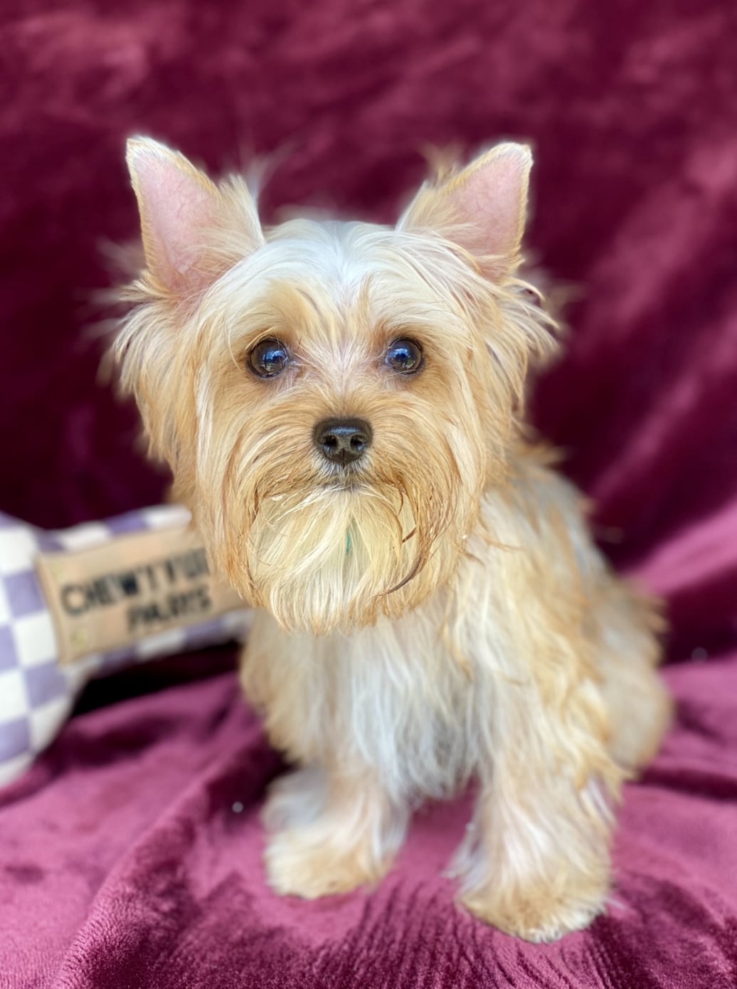 Southeast Texas Angel Face Yorkies and Charming Chihuahuas Boujii Babies