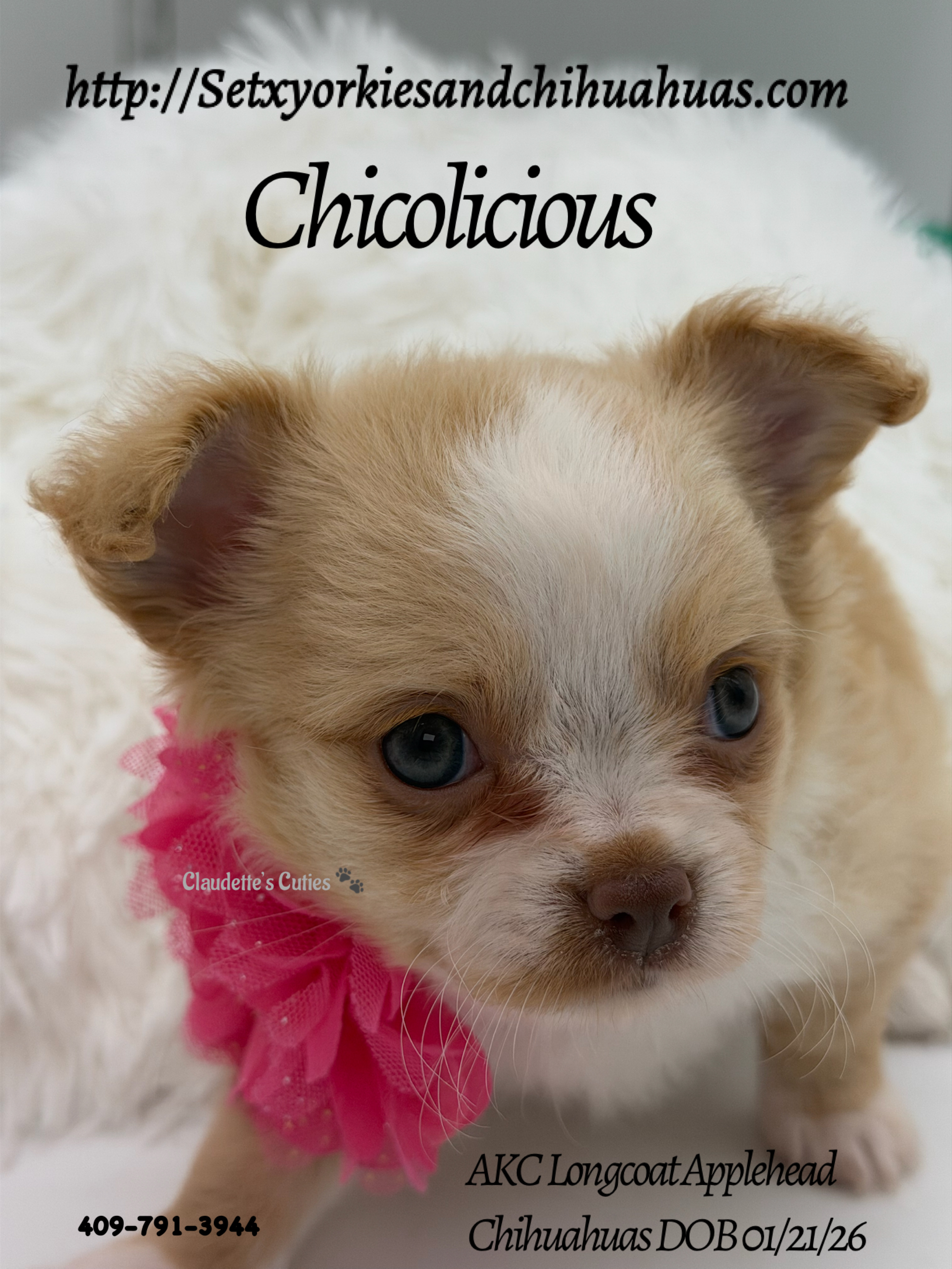 Southeast Texas Yorkies and Chihuahua Puppies for sale