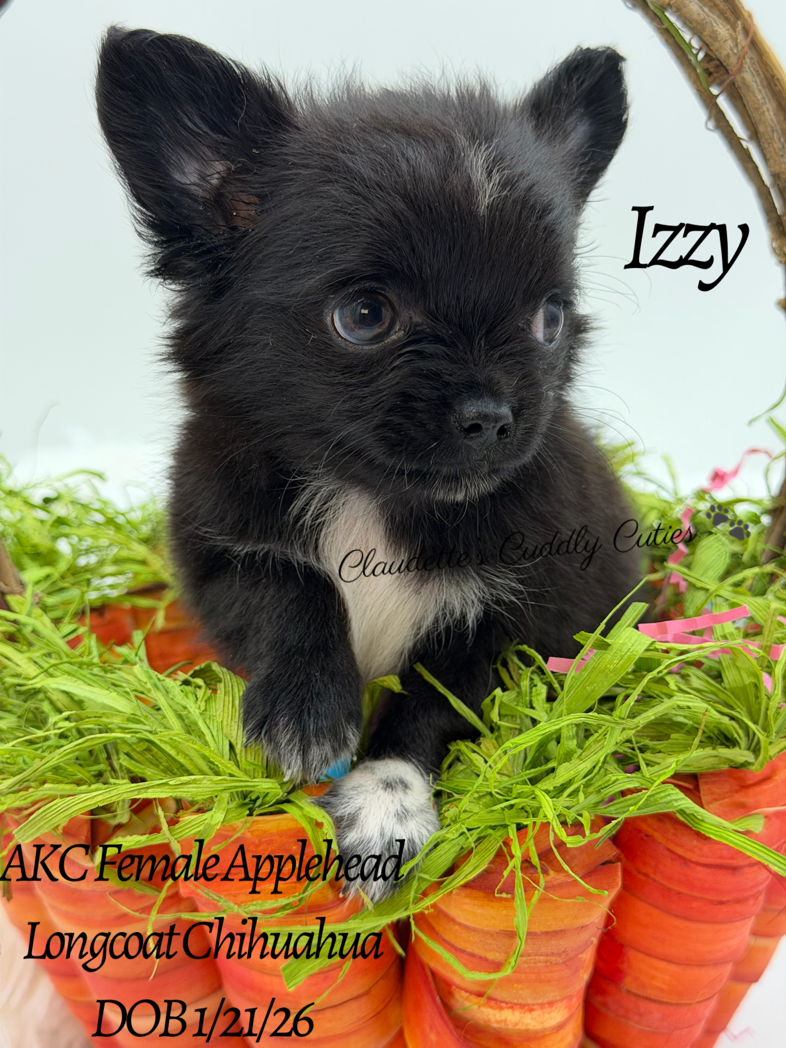 Southeast Texas Yorkies and Chihuahua Puppies