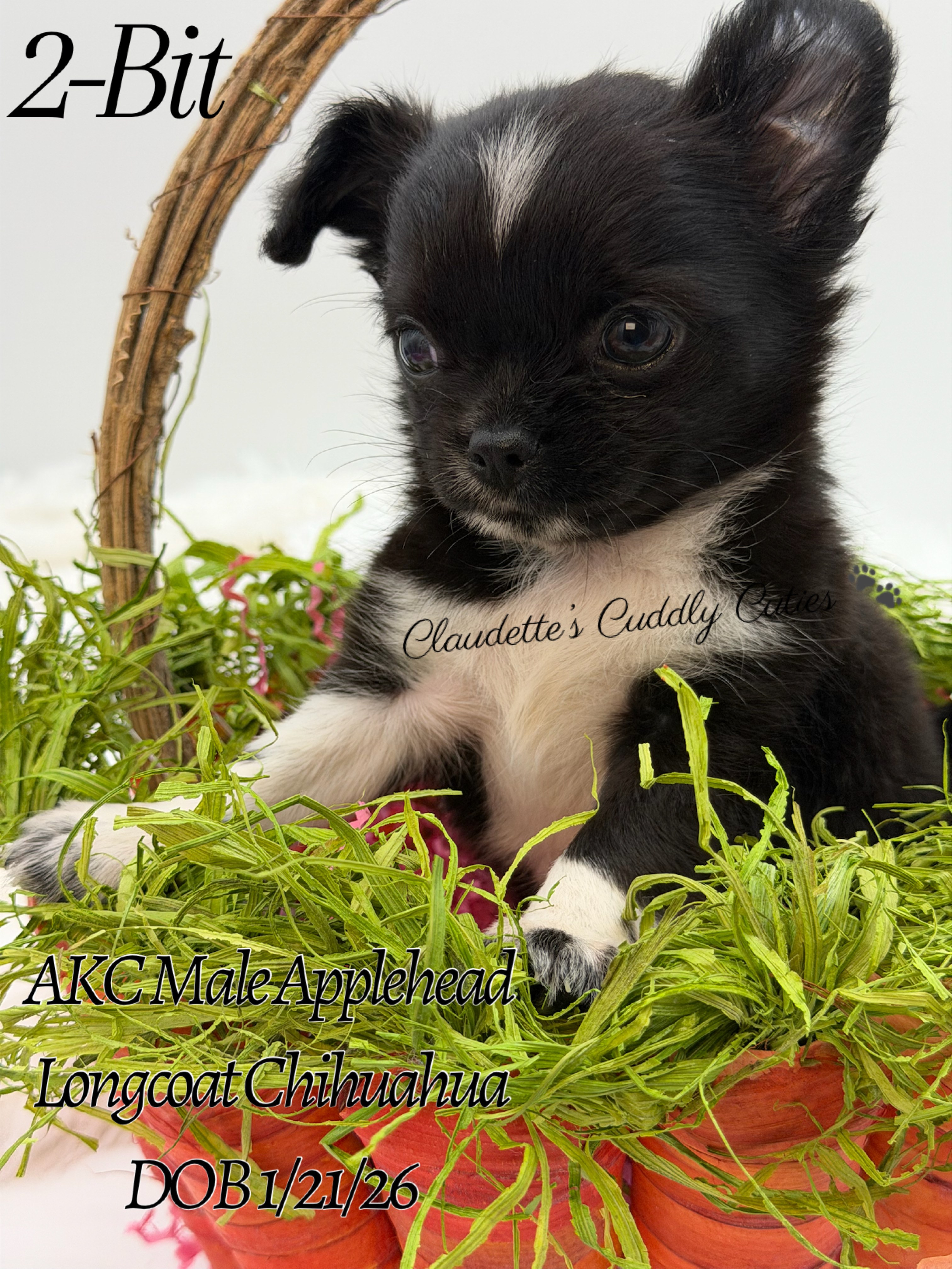 Southeast Texas Yorkies and Chihuahua Puppies