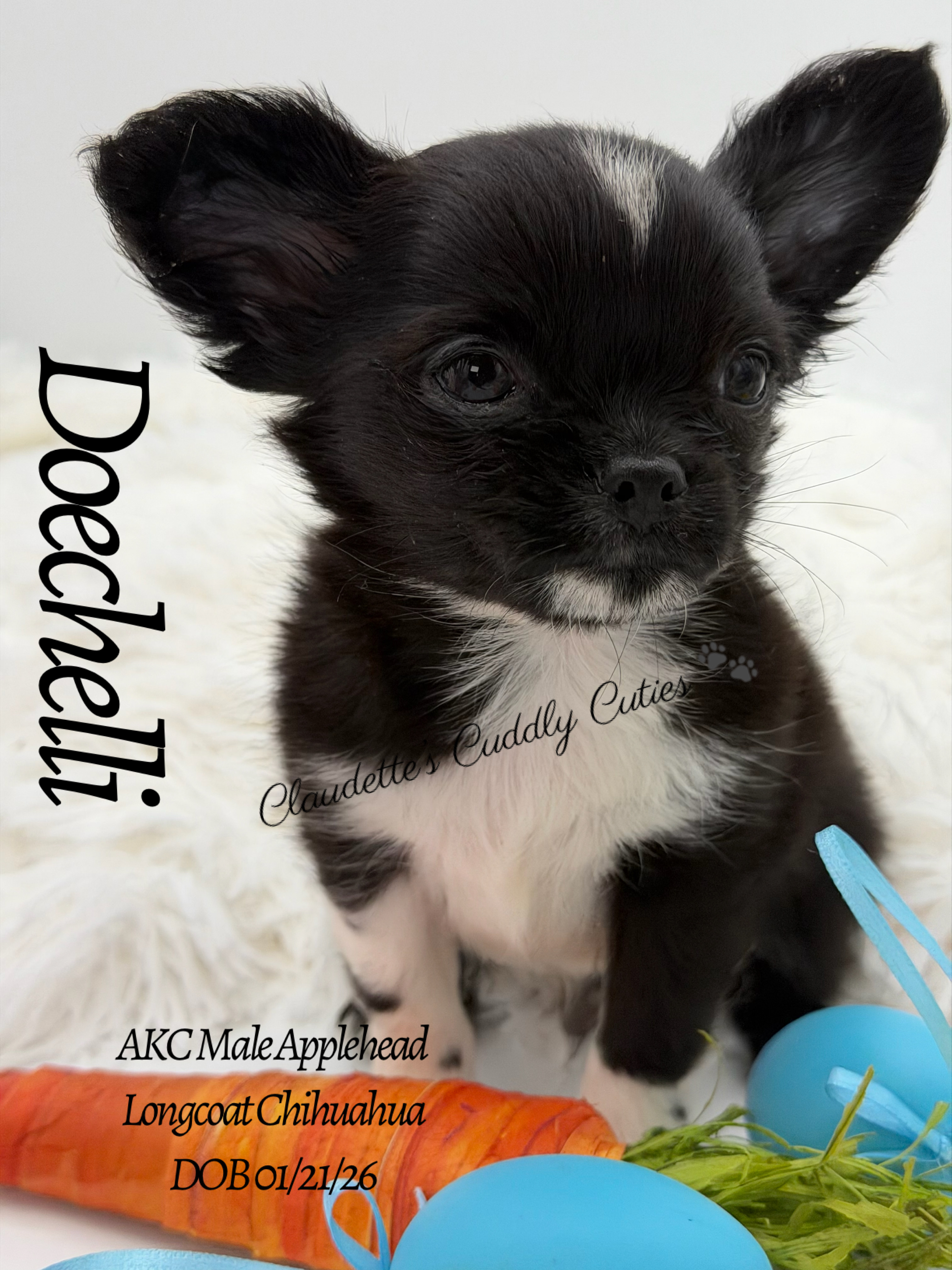 Southeast Texas Yorkies and Chihuahua Puppies for sale