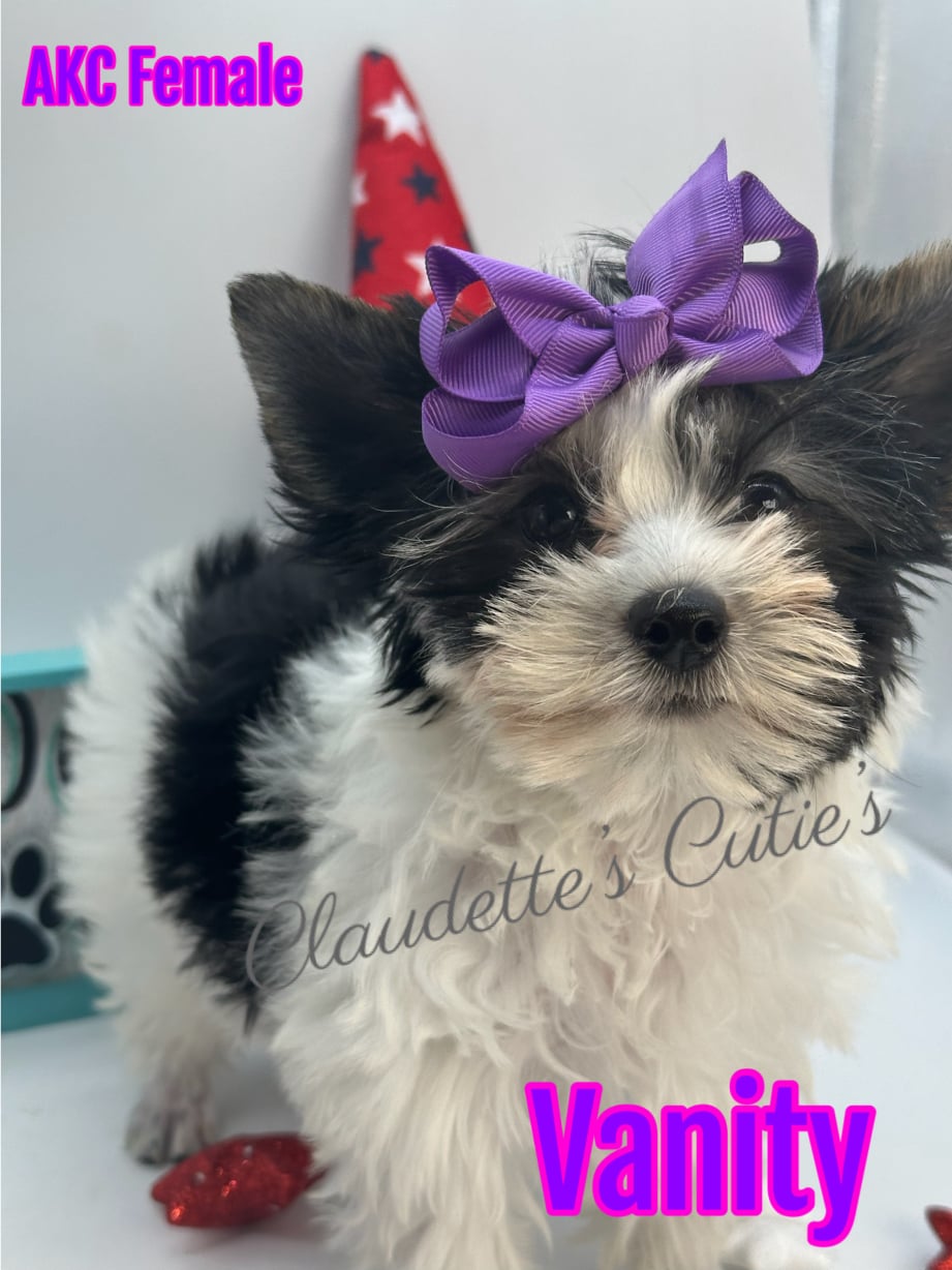 AKC Registered Yorkie and Chihuahua puppies - Southeast Texas Angel Face Yorkies and Charming Chihuahuas 