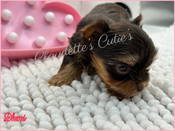 Southeast Texas Angel Face Chihuahua and Yorkie Puppies