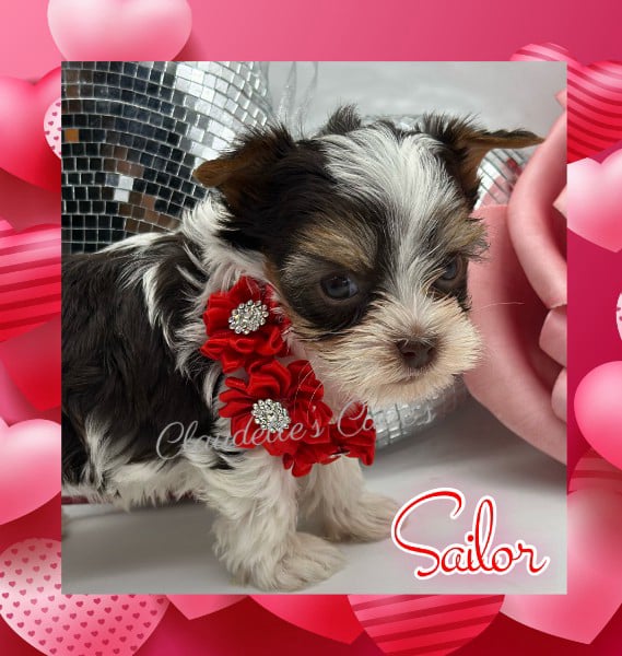 Southeast Texas Angel Face Chihuahua and Yorkie Puppies