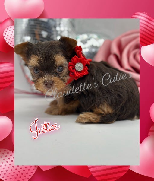 Southeast Texas Angel Face Chihuahua and Yorkie Puppies