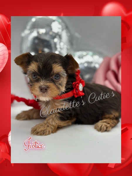 Southeast Texas Angel Face Chihuahua and Yorkie Puppies