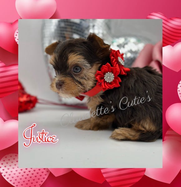 Southeast Texas Angel Face Chihuahua and Yorkie Puppies