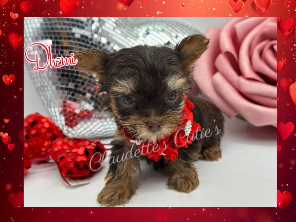 Southeast Texas Angel Face Chihuahua and Yorkie Puppies