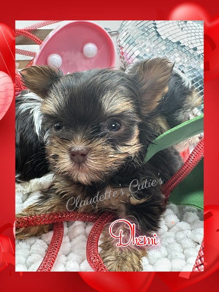Southeast Texas Angel Face Chihuahua and Yorkie Puppies