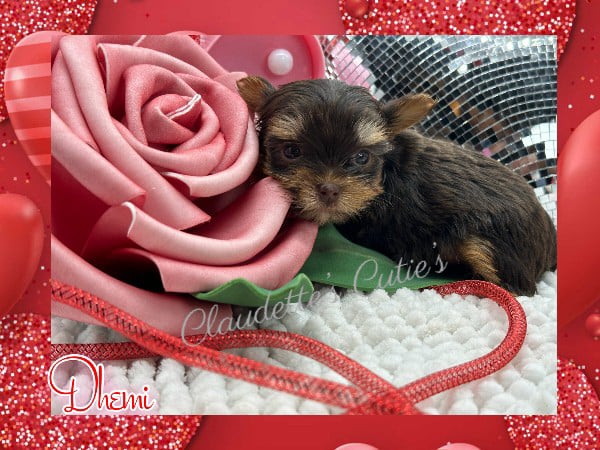 Southeast Texas Angel Face Chihuahua and Yorkie Puppies