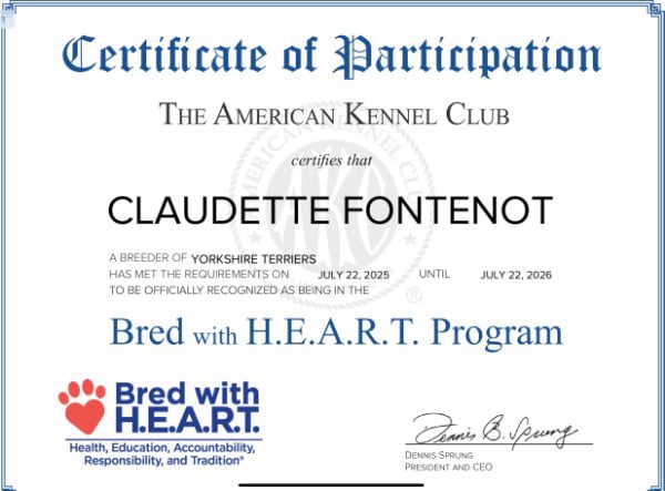 Southeast Texas Angel Face Yorkies &  Charming Chihuahuas