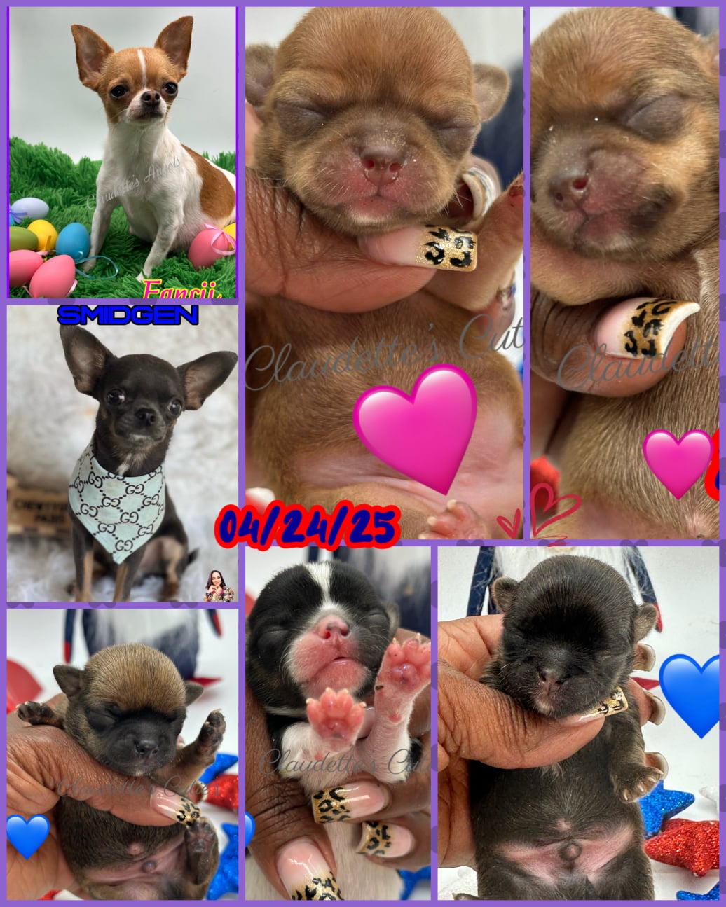 AKC Registered Yorkie and Chihuahua puppies - Southeast Texas Angel Face Yorkies and Charming Chihuahuas 