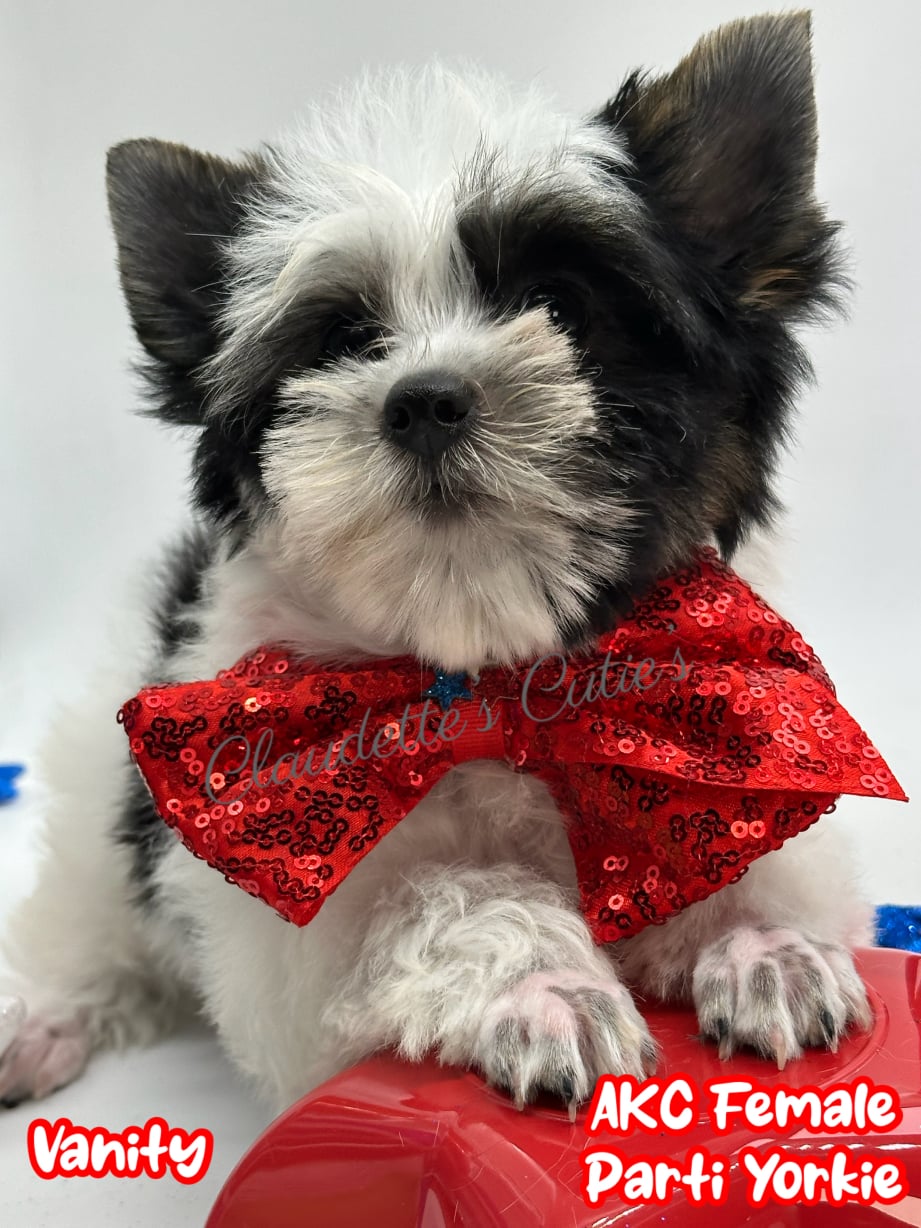 AKC Registered Yorkie and Chihuahua puppies - Southeast Texas Angel Face Yorkies and Charming Chihuahuas 