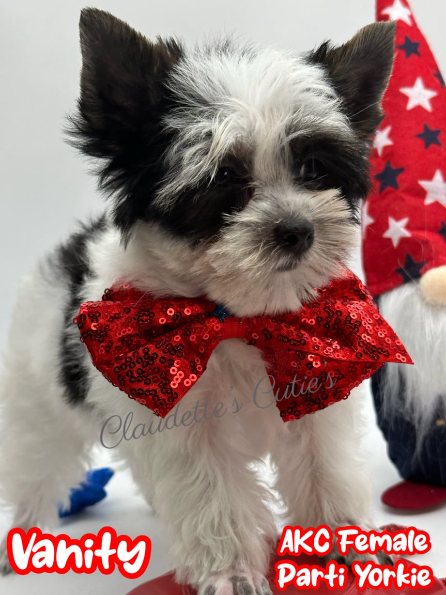 AKC Registered Yorkie and Chihuahua puppies - Southeast Texas Angel Face Yorkies and Charming Chihuahuas 