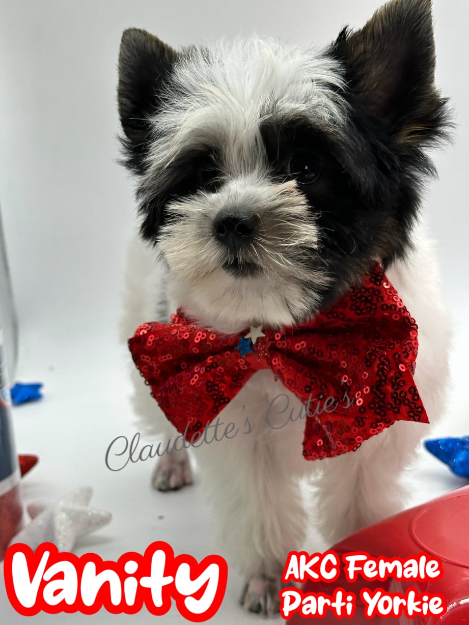 AKC Registered Yorkie and Chihuahua puppies - Southeast Texas Angel Face Yorkies and Charming Chihuahuas 