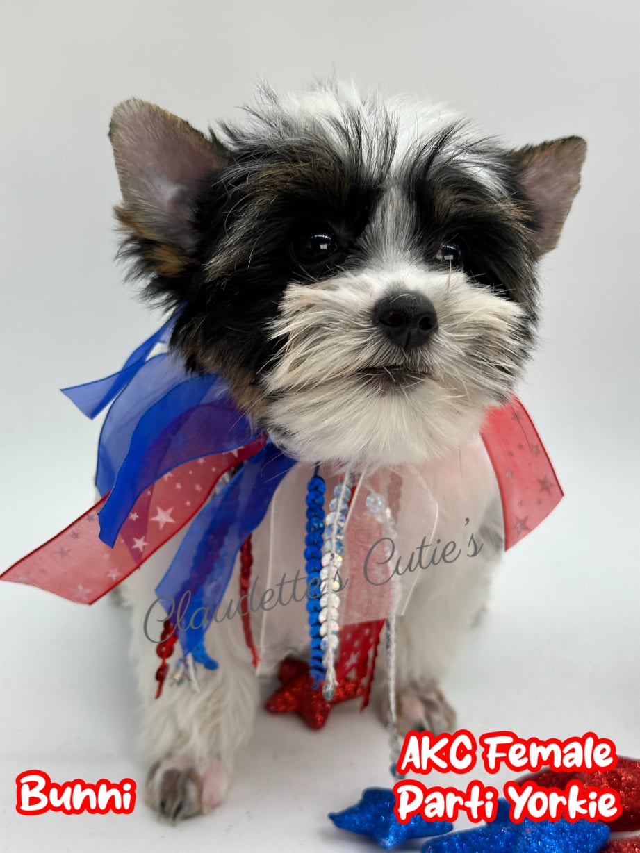 AKC Registered Yorkie and Chihuahua puppies - Southeast Texas Angel Face Yorkies and Charming Chihuahuas 