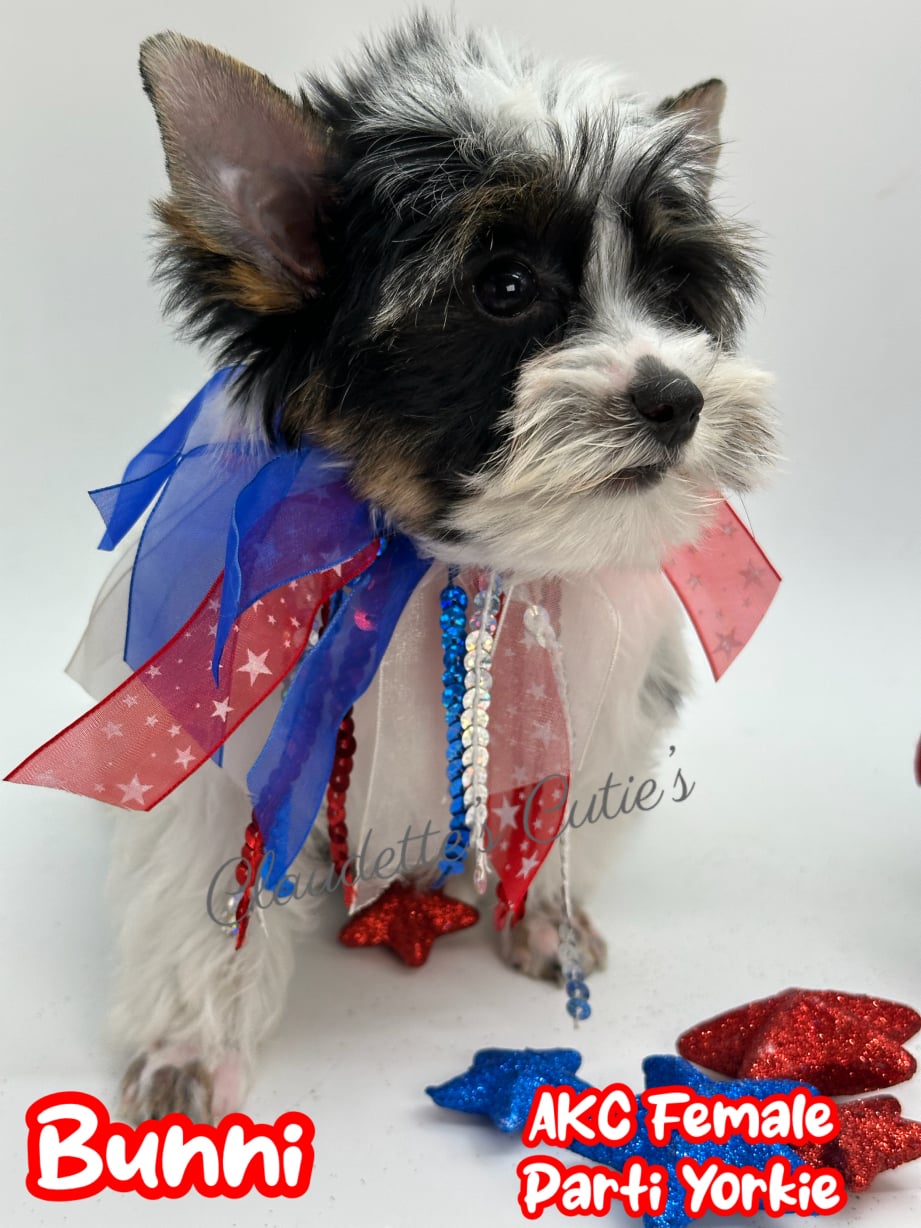 AKC Registered Yorkie and Chihuahua puppies - Southeast Texas Angel Face Yorkies and Charming Chihuahuas 