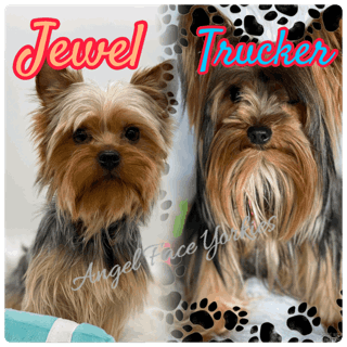 Harmony - Southeast Texas Angel Face Yorkies & Charming Chihuahuas