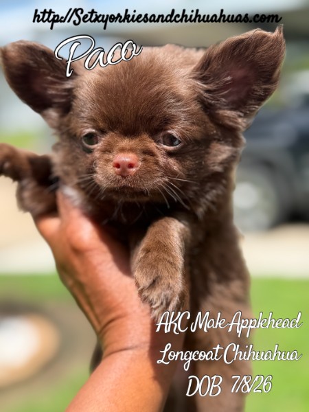 Southeast Texas Yorkies and Chihuahua Puppies for sale