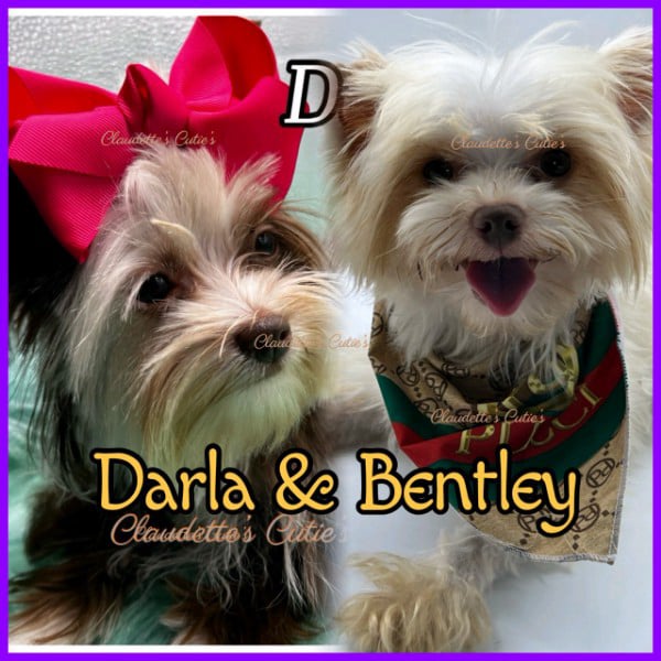 Darla and Bentley - Southeast Texas Angel Face Yorkies & Charming Chihuahuas