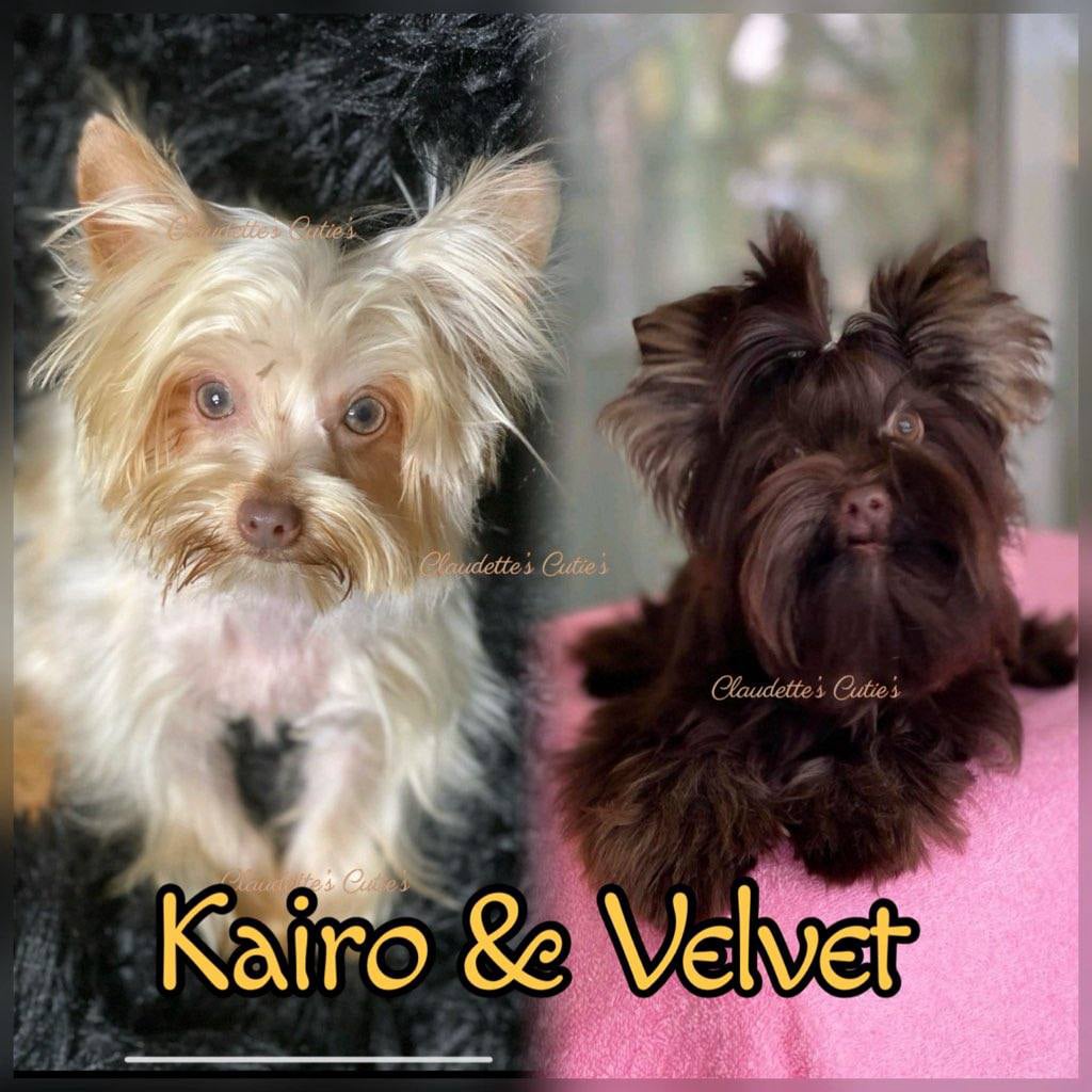 Kairo and Velvet - Southeast Texas Angel Face Yorkies & Charming Chihuahuas