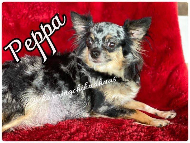 Harmony - Southeast Texas Angel Face Yorkies & Charming Chihuahuas