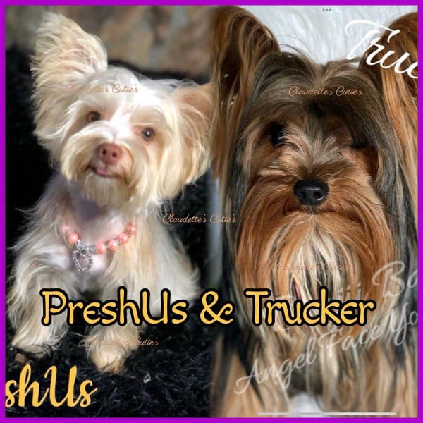 Southeast Texas Angel Face Yorkies & Charming Chihuahuas