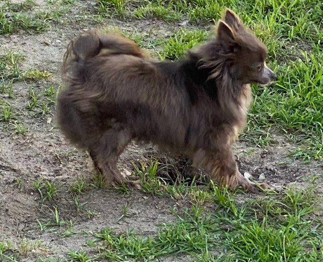 Wolf - Southeast Texas Angel Face Yorkies & Charming Chihuahuas