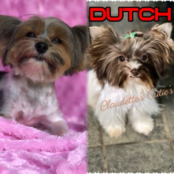 Southeast Texas Angel Face Yorkies & Charming Chihuahuas