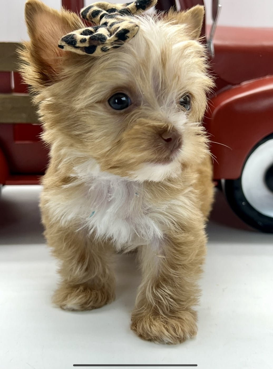 Southeast Texas Angel Face Yorkies and Charming Chihuahuas Boujii Babies