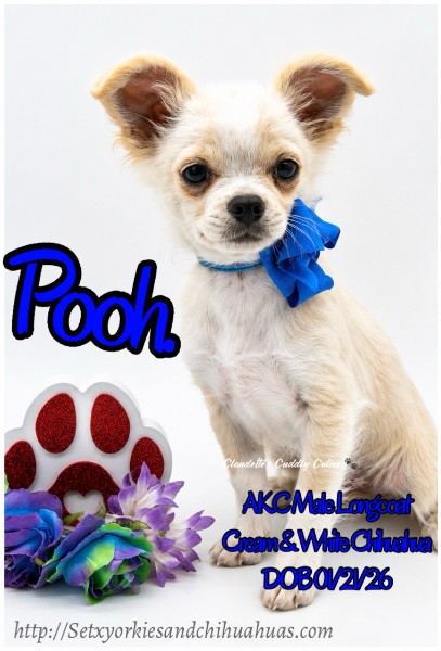 Southeast Texas Yorkies and Chihuahua Puppies for sale