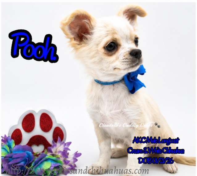 Southeast Texas Yorkies and Chihuahua Puppies