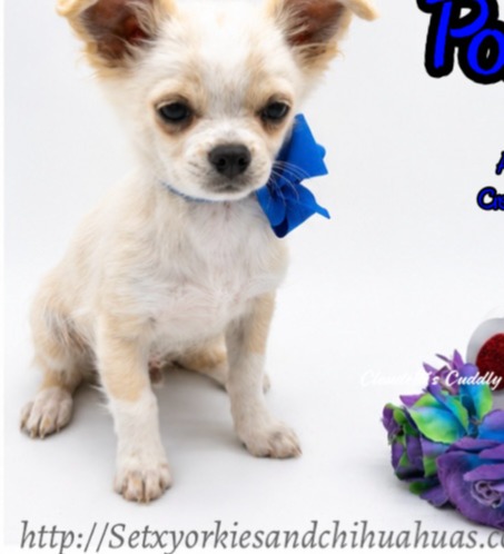 Southeast Texas Yorkies and Chihuahua Puppies for sale