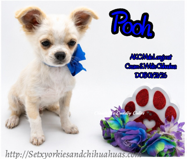 Southeast Texas Yorkies and Chihuahua Puppies for sale