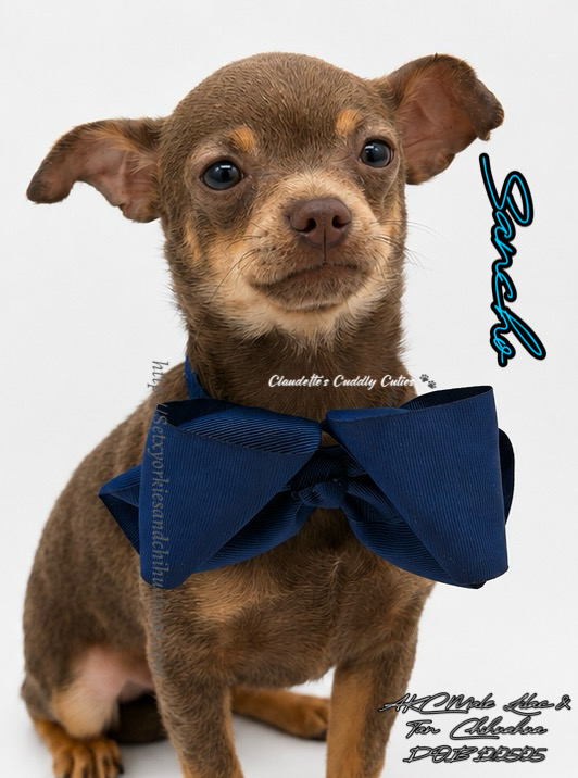 Southeast Texas Yorkies and Chihuahua Puppies for sale